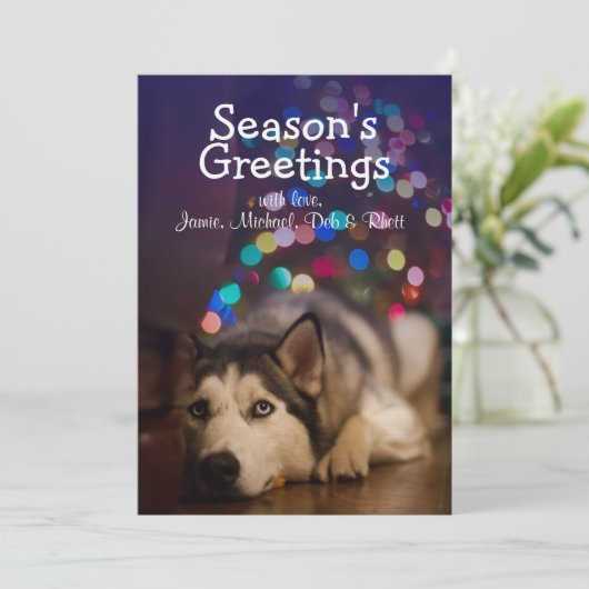 Siberian Husky laying on his favorite toy (Standing Front)