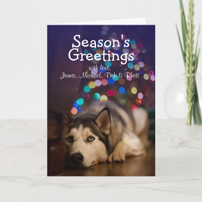Siberian Husky laying on his favorite toy Holiday Card (Front)