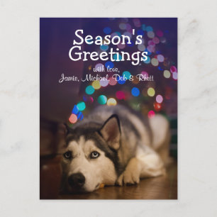 Siberian Husky laying on his favorite toy Postcard