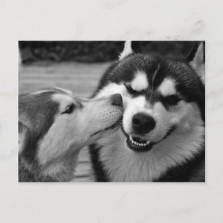 Siberian Husky love Postcard