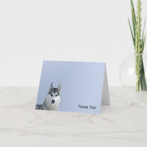 Siberian Husky on Blue Background Thank You Card