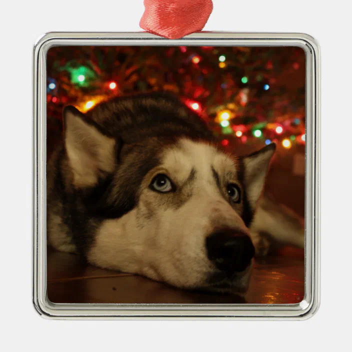 Set of 3 Siberian Husky Snow Dogs 4 inch Square Glass Christmas Ornaments 