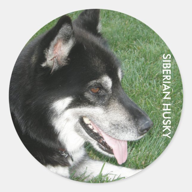 Siberian Husky Photo Classic Round Sticker (Front)