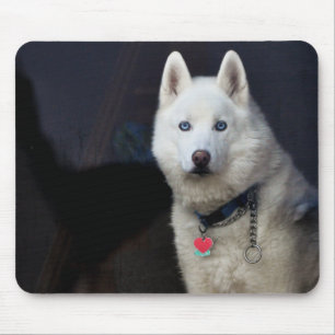 Siberian Husky Photo Mouse Pad