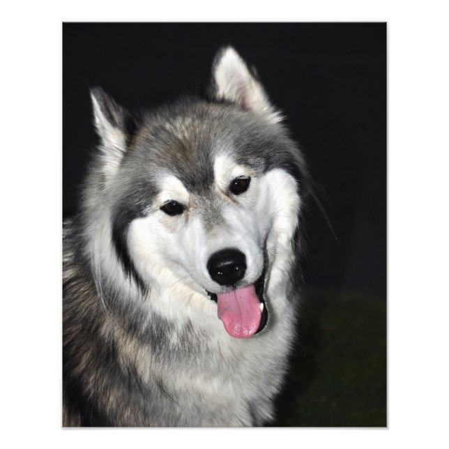 Siberian Husky Photo Print (Front)