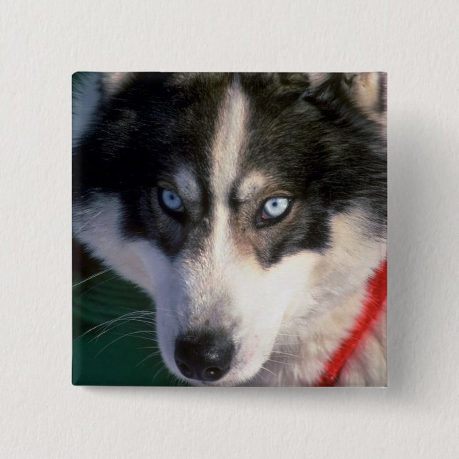 Siberian Husky Pinback Button (Front)
