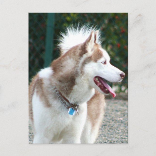 Siberian Husky Postcard (Front)