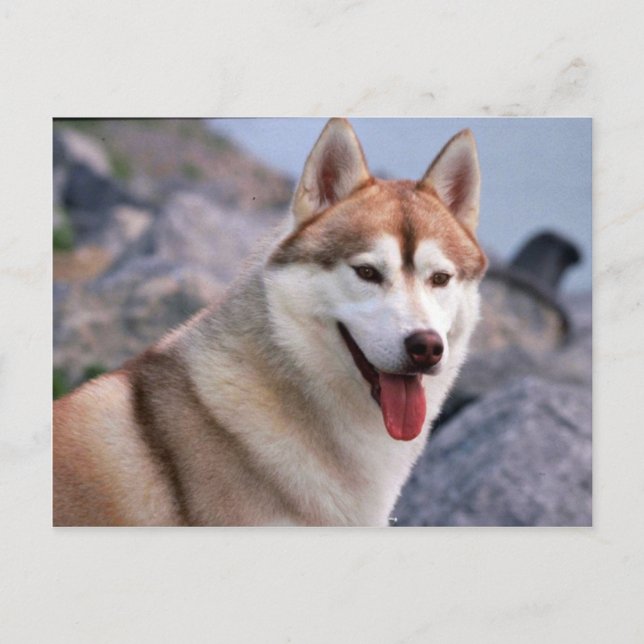 Siberian Husky Postcard (Front)