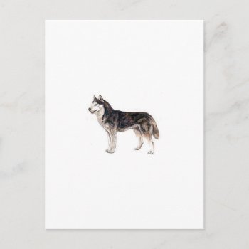 Siberian Husky Postcard by walkandbark at Zazzle