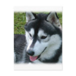 Siberian Husky Postcard