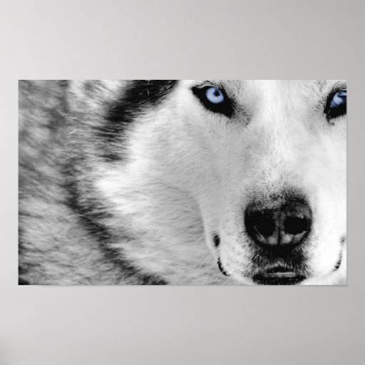 Siberian Husky Poster | Zazzle