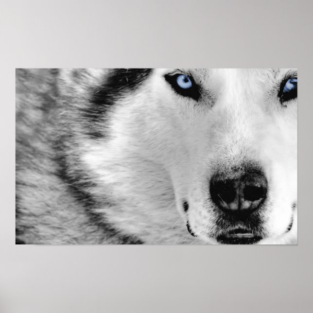 Siberian Husky Poster (Front)