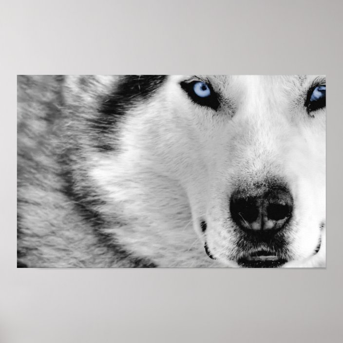 Siberian Husky Poster | Zazzle.com