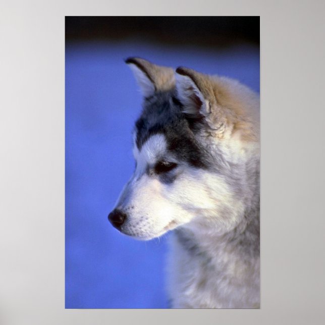 Siberian Husky pup Poster (Front)