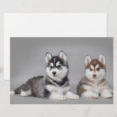 Siberian husky puppies (Front/Back)