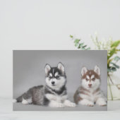Siberian husky puppies (Standing Front)