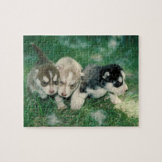 Huskies Jigsaw Puzzles | Zazzle