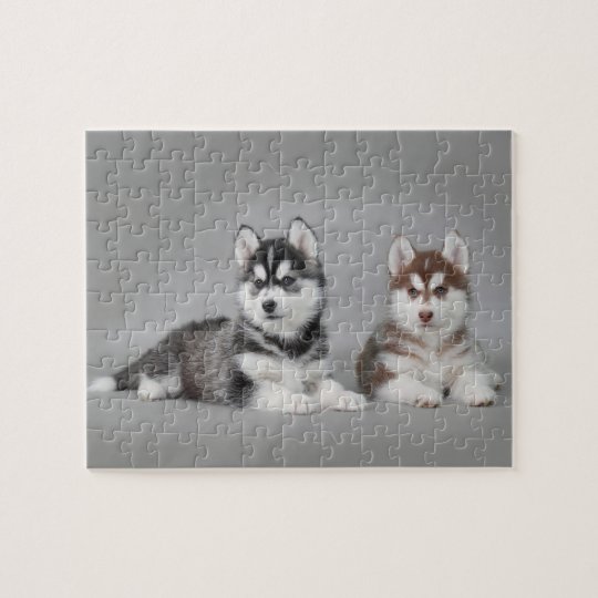 Siberian husky puppies jigsaw puzzle