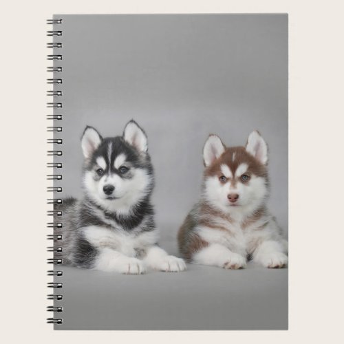 Siberian husky puppies notebook Siberian husky puppies notebook