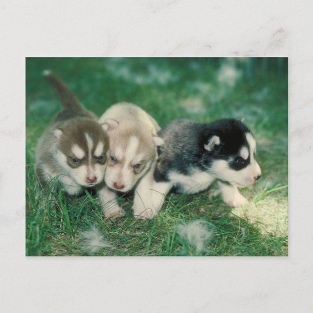 Siberian Husky Puppies Postcard (Front)