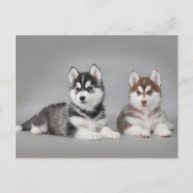 Siberian husky puppies postcard (Front)