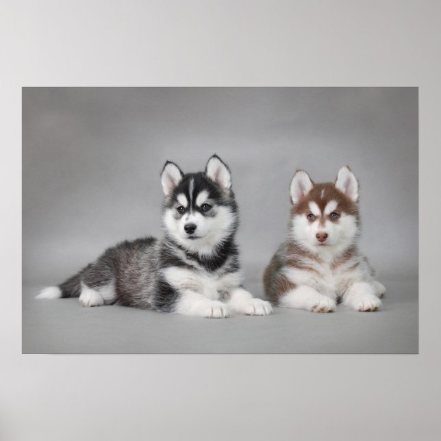 Siberian husky puppies poster (Front)