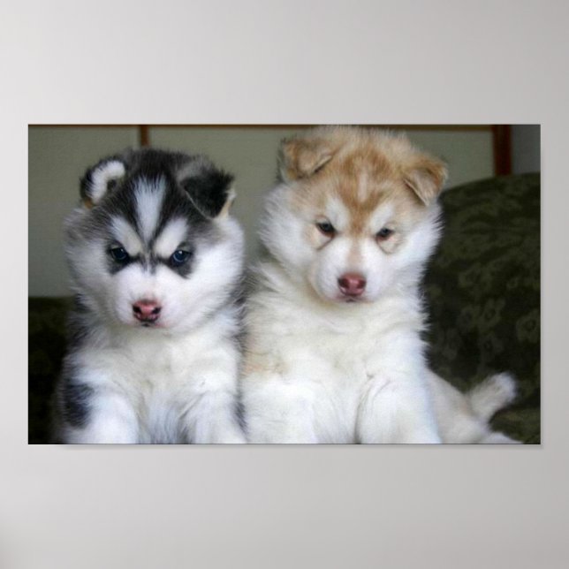 Siberian Husky Puppies Poster (Front)