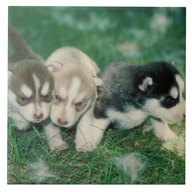 Siberian Husky Puppies Tile (Front)