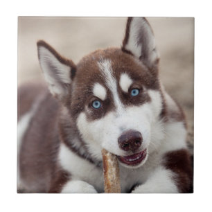 Siberian Husky Puppy at the Beach Ceramic Tile