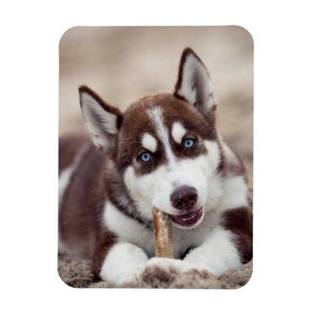 Siberian Husky Puppy at the Beach Magnet (Vertical)