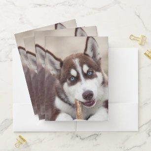 Siberian Husky Puppy at the Beach Pocket Folder