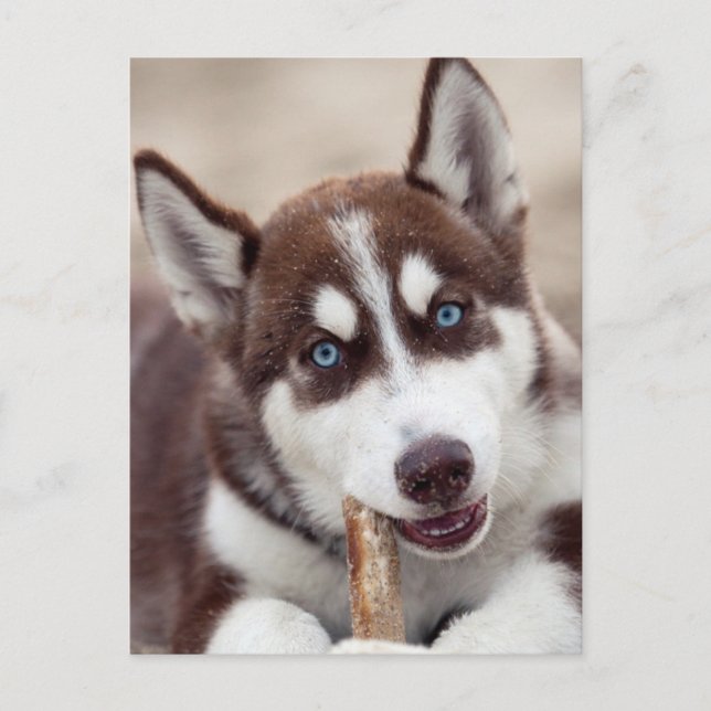 Siberian Husky Puppy at the Beach Postcard (Front)