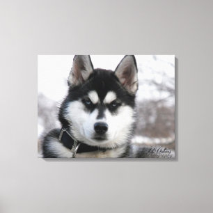 Siberian Husky Puppy Canvas Print