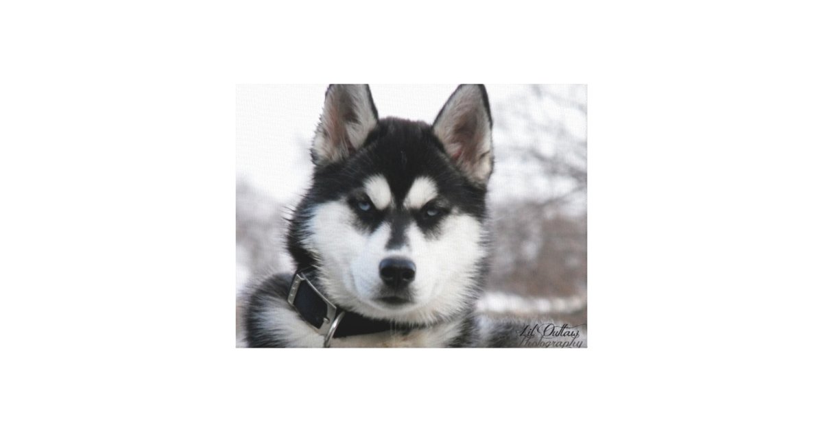 Siberian Husky Puppy Canvas Print | Zazzle