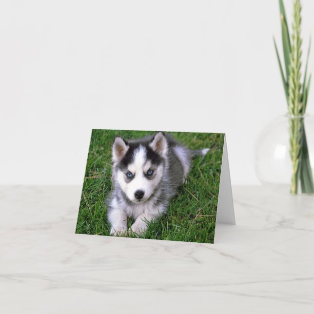 Siberian Husky Puppy Dog Blank Greeting Note Card (Front)