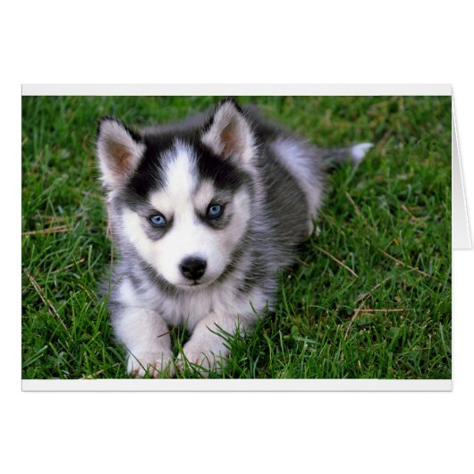 Siberian Husky Puppy Dog Blank Greeting Note Card (Front Horizontal)