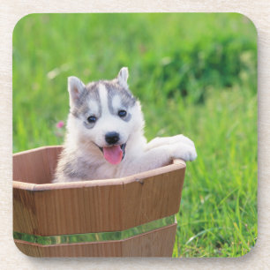 Siberian Husky Puppy in a Pot Beverage Coaster