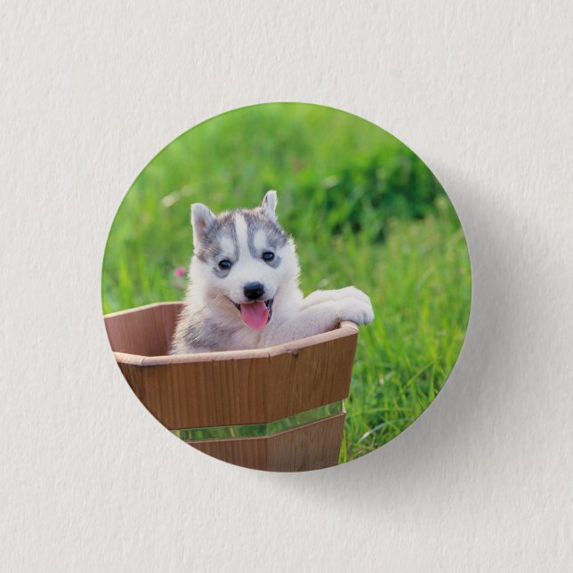Siberian Husky Puppy in a Pot Button (Front)