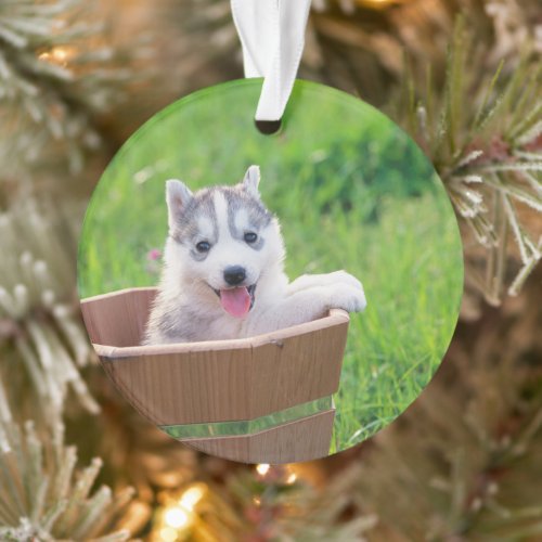 Siberian Husky Puppy in a Pot Ornament