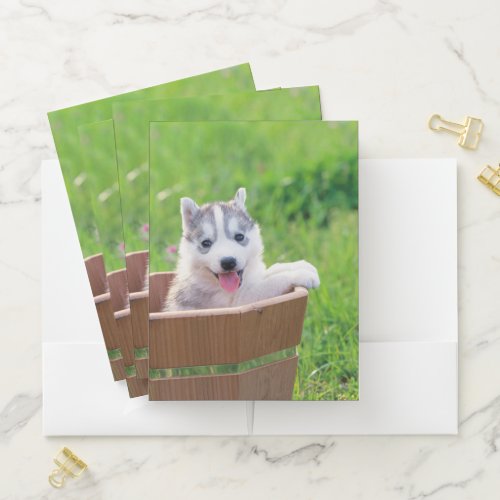 Siberian Husky Puppy in a Pot Pocket Folder