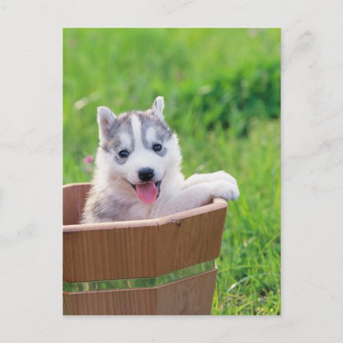 Siberian Husky Puppy in a Pot Postcard