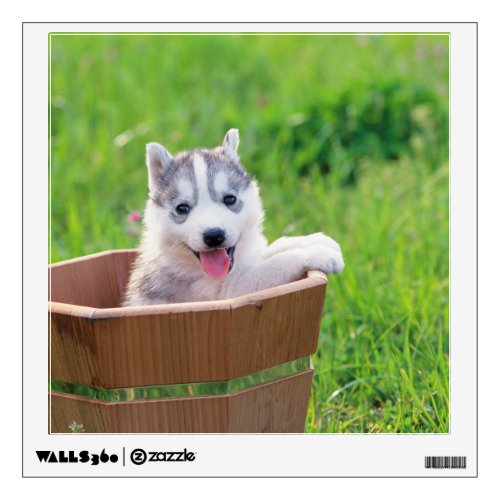 Siberian Husky Puppy in a Pot Wall Decal