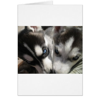 Siberian Husky Puppy mug Cards