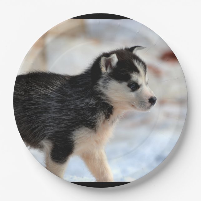 siberian husky puppy paper plates (Front)
