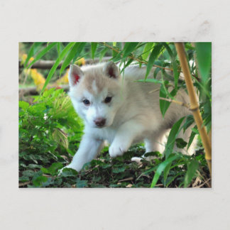 Siberian Husky Puppy Postcard