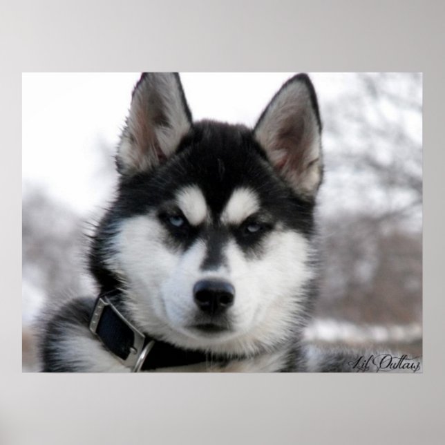 Siberian Husky Puppy poster (Front)