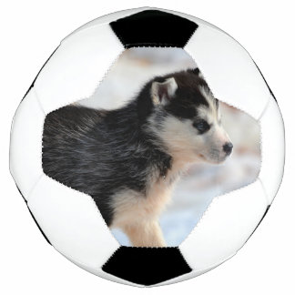 siberian husky puppy soccer ball