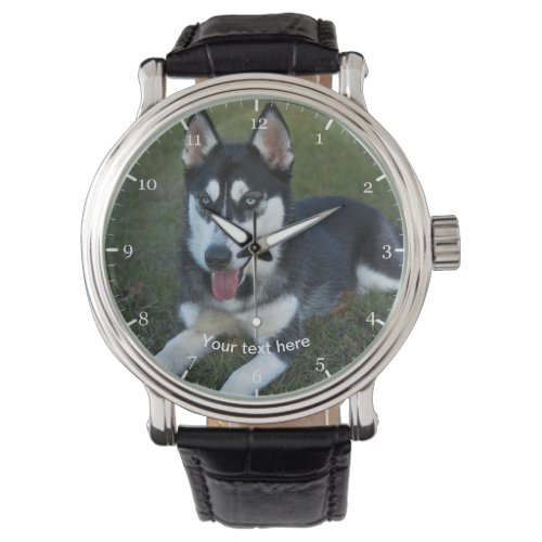 Siberian Husky puppy Watch