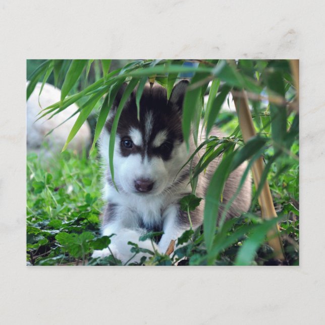 Siberian Husky Puppy with Bamboo Postcard (Front)