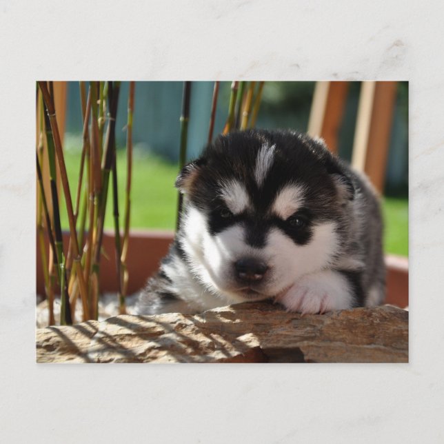 Siberian Husky Puppy with Bamboo Postcard (Front)
